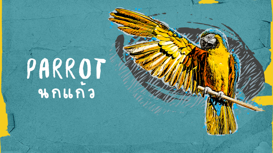 นกแก้ว Parrot